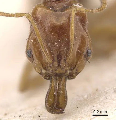 Anochetus katonae - CASENT0907401