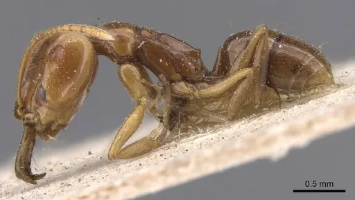 Anochetus katonae - CASENT0907401