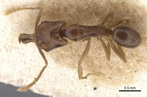 Anochetus katonae - CASENT0913748