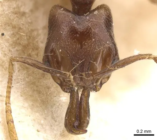 Anochetus katonae - CASENT0913748