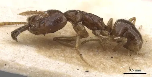 Anochetus katonae - CASENT0913748