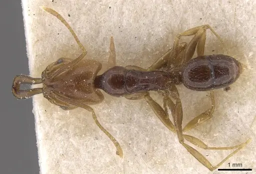 Anochetus katonae - CASENT0915157