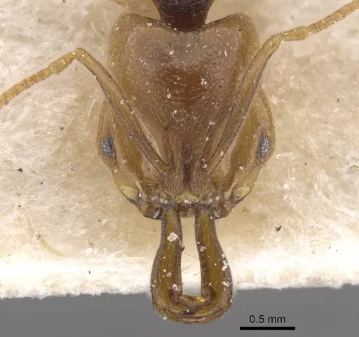 Anochetus katonae - CASENT0915157