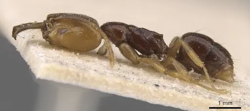 Anochetus katonae - CASENT0915157