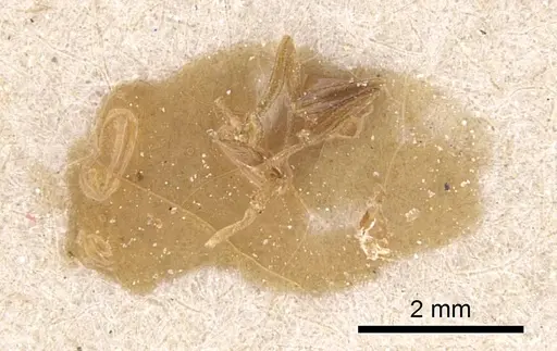 Anochetus katonae - CASENT0915158