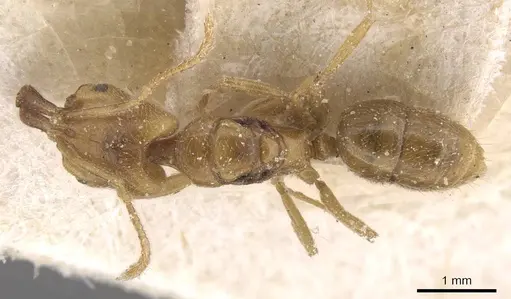 Anochetus katonae - CASENT0915159