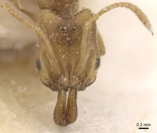 Anochetus katonae - CASENT0915159