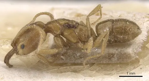 Anochetus katonae - CASENT0915159