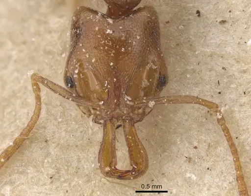 Anochetus katonae - CASENT0915160