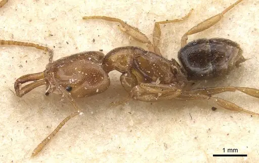 Anochetus katonae - CASENT0915160