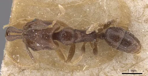 Anochetus katonae - CASENT0915161