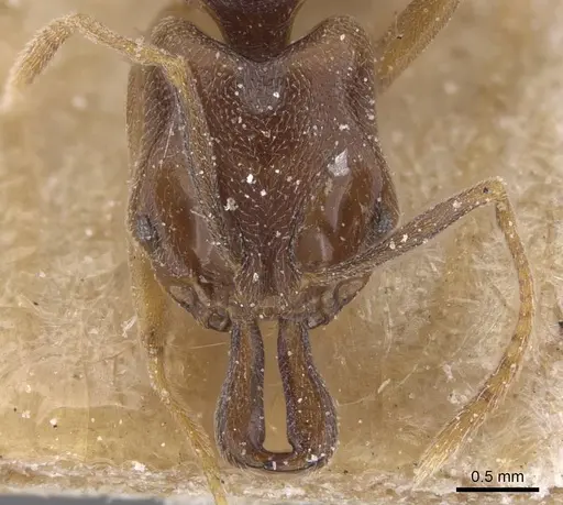 Anochetus katonae - CASENT0915161