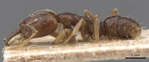 Anochetus katonae - CASENT0915161