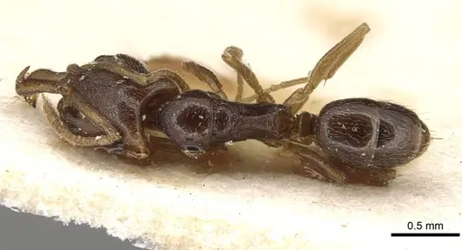 Anochetus katonae - CASENT0915495