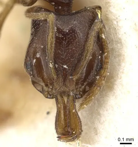 Anochetus katonae - CASENT0915495