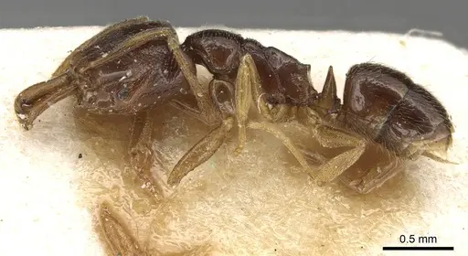 Anochetus katonae - CASENT0915495