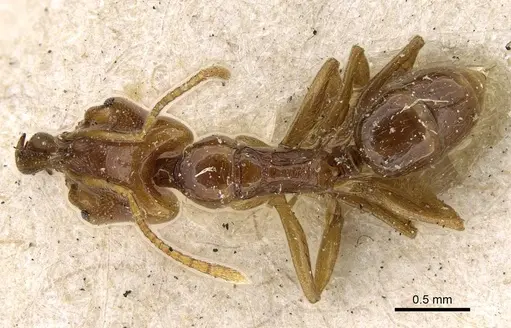 Anochetus katonae - CASENT0922243