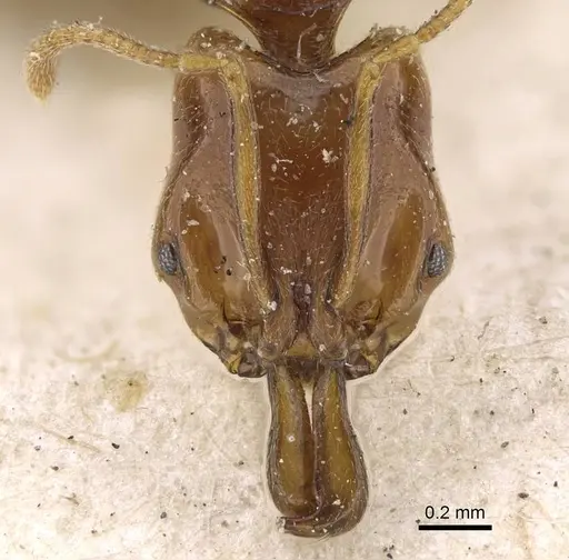 Anochetus katonae - CASENT0922243