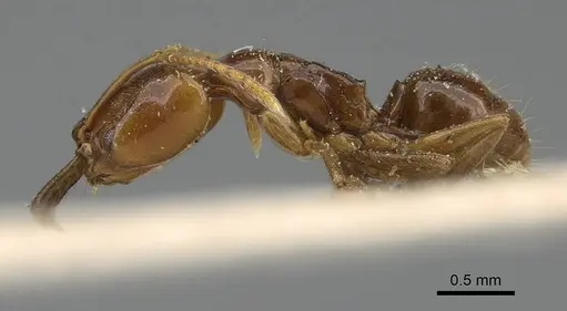 Anochetus katonae - CASENT0922243