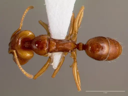 Anochetus katonae - SAM-HYM-C008608A