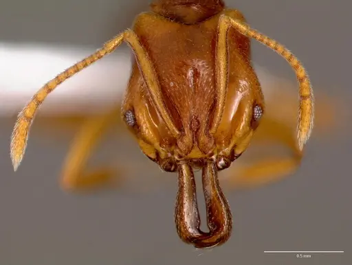 Anochetus katonae - SAM-HYM-C008608A