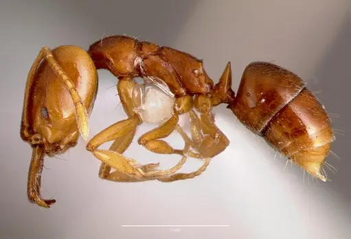 Anochetus katonae - SAM-HYM-C008608A