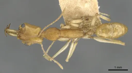 Anochetus kempfi specimen