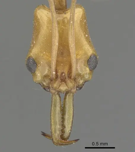 Anochetus kempfi specimen