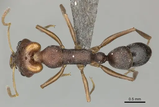 Anochetus levaillanti specimen