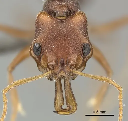 Anochetus levaillanti specimen