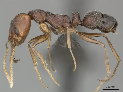 Anochetus levaillanti specimen