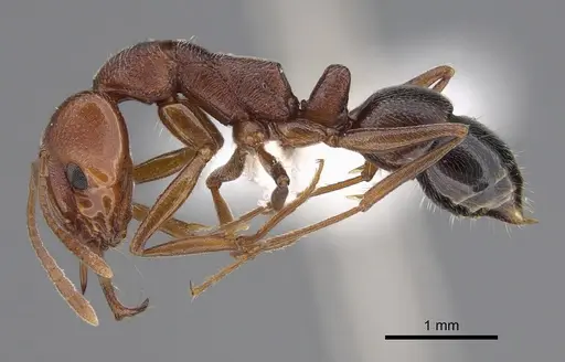 Anochetus levaillanti - CASENT0810450