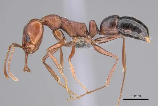 Anochetus levaillanti - CASENT0818927