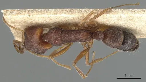 Anochetus levaillanti - CASENT0903983