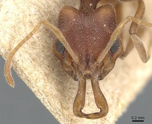 Anochetus levaillanti - CASENT0903983