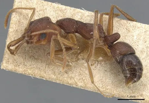 Anochetus levaillanti - CASENT0903983