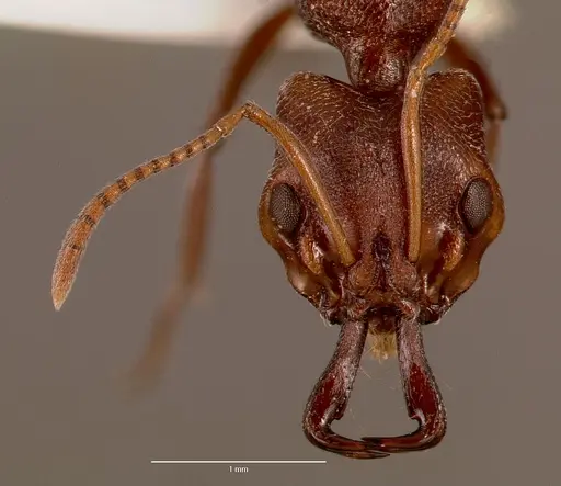 Anochetus levaillanti - SAM-HYM-C007432A