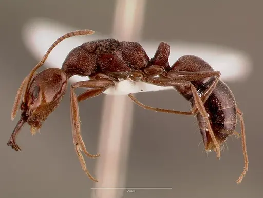 Anochetus levaillanti - SAM-HYM-C007432A