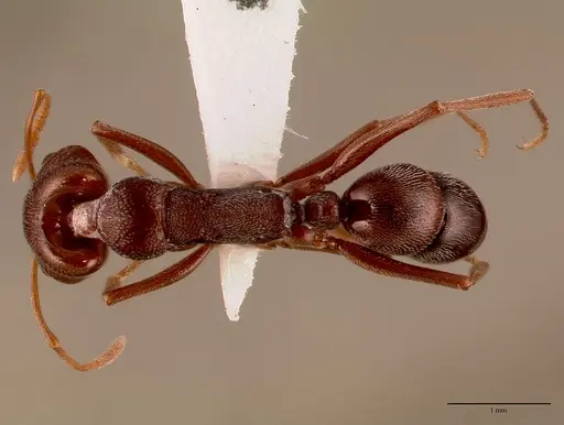 Anochetus levaillanti - SAM-HYM-C010862B