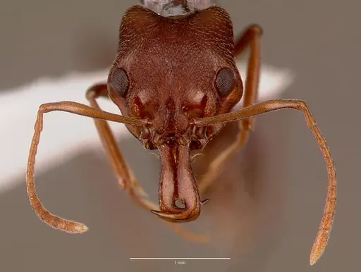 Anochetus levaillanti - SAM-HYM-C010862B