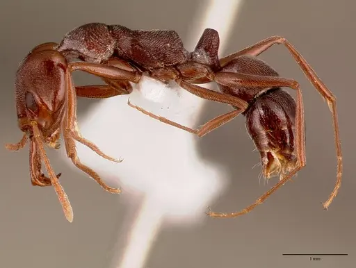 Anochetus levaillanti - SAM-HYM-C010862B