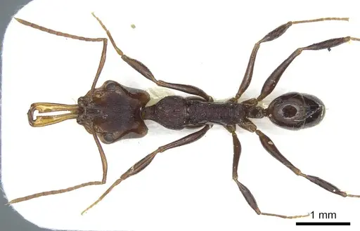 Anochetus leyticus specimen