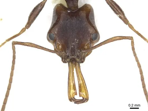 Anochetus leyticus specimen