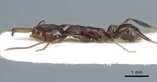 Anochetus leyticus specimen