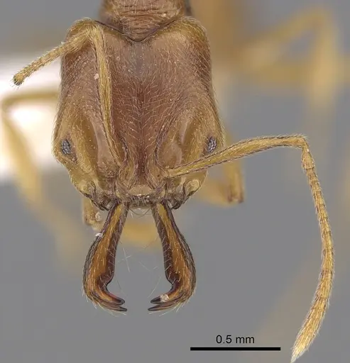 Anochetus longifossatus specimen