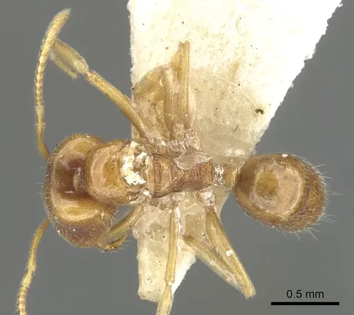 Anochetus longifossatus - CASENT0902444