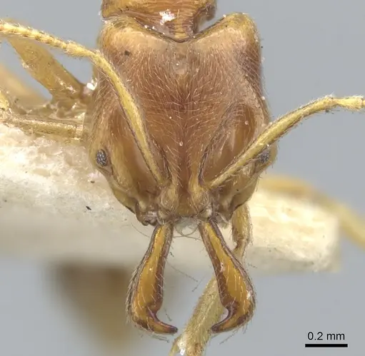 Anochetus longifossatus - CASENT0902444