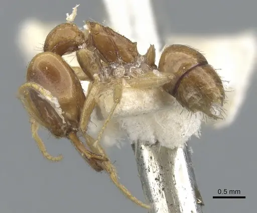 Anochetus longifossatus - CASENT0902444