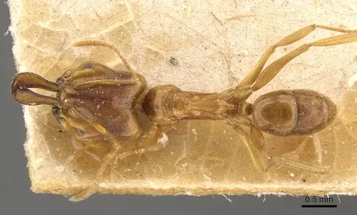 Anochetus longifossatus - CASENT0907405