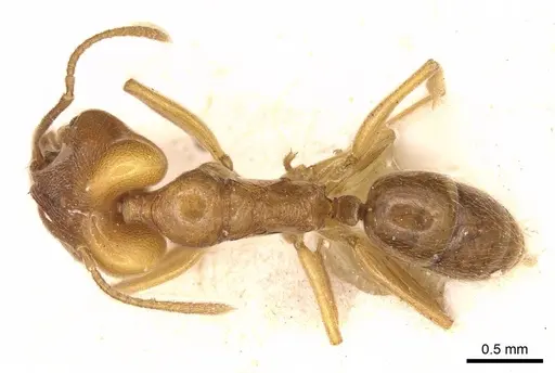 Anochetus longifossatus - CASENT0915889